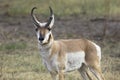 Close up of a male pronghorn