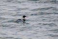 Male red-breasted merganser Mergus serrator, swimming Royalty Free Stock Photo