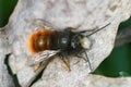 Close up of a male Red mason bee, Osmia cornuta on a dead leaf Royalty Free Stock Photo