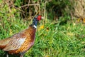 Close up of a male Ring Necked Pheasant Phasianus colchicus Royalty Free Stock Photo