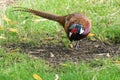 Close up of a male Ring Necked Pheasant Phasianus colchicus Royalty Free Stock Photo