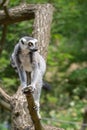 Close up of a male Ring-Tailed Lemur