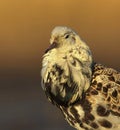 Close up of a male ruff Calidris pugnax in breeding plumage.
