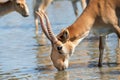 Saiga antelope or Saiga tatarica drinks in steppe