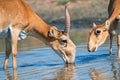 Saiga antelope or Saiga tatarica drinks in steppe