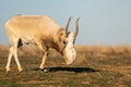 Saiga antelope or Saiga tatarica walks in steppe near waterhole in winter