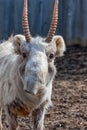 Close-up Male Saiga