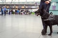 Security worker with detection dog standing at airport terminal Royalty Free Stock Photo