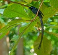 Close up of a male Seychelles paradise flycatcher Terpsiphone corvina