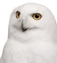 Close-up of Male Snowy Owl, Bubo scandiacus, 8 years old Royalty Free Stock Photo