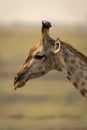 Close-up of male southern giraffe looking down Royalty Free Stock Photo