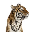 Close-up on a male tiger`s head, big cat, isolated Royalty Free Stock Photo