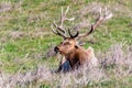 Close up of male Tule elk Cervus canadensis nannodes resting on a meadow in Point Reyes National Seashore, Pacific Ocean Royalty Free Stock Photo