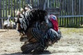 Close up of a male turkey. Meleagris gallopavo, blue and red head. Black plumage bird. Domestic turkey Royalty Free Stock Photo