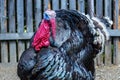 Close up of a male turkey. Meleagris gallopavo, blue and red head. Black plumage bird. Domestic turkey Royalty Free Stock Photo