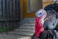 Close up of a male turkey. Meleagris gallopavo, blue and red head. Black plumage bird. Domestic turkey Royalty Free Stock Photo