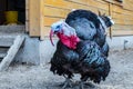 Close up of a male turkey. Meleagris gallopavo, blue and red head. Black plumage bird. Domestic turkey Royalty Free Stock Photo