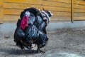 Close up of a male turkey. Meleagris gallopavo, blue and red head. Black plumage bird. Domestic turkey Royalty Free Stock Photo