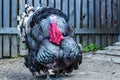 Close up of a male turkey. Meleagris gallopavo, blue and red head. Black plumage bird. Domestic turkey Royalty Free Stock Photo