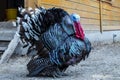 Close up of a male turkey. Meleagris gallopavo, blue and red head. Black plumage bird. Domestic turkey Royalty Free Stock Photo