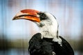 Close-up of a male Von der Decken`s Hornbill