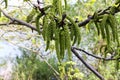 Close up of male walnut flowers