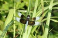 Male Widow Skimmer Dragonfly on Blade of Green Grass Royalty Free Stock Photo