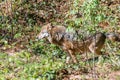 Close-up of a male wolf urinating and marking a territory, Germany Royalty Free Stock Photo