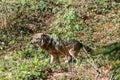 Close-up of a male wolf urinating and marking a territory, Germany Royalty Free Stock Photo