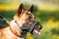Close Up Of Malinois Dog With Muzzle. Belgian Shepherd Dog Portrait
