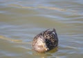 Close up mallard, Anas platyrhynchos, female duck bird swimming on lake water suface in sunlight. Selective focus Royalty Free Stock Photo