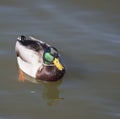 Close up mallard, Anas platyrhynchos, male duck bird swimming on lake water suface in sunlight. Selective focus Royalty Free Stock Photo