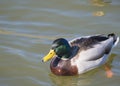 Close up mallard, Anas platyrhynchos, male duck bird swimming on lake water suface in sunlight. Selective focus Royalty Free Stock Photo