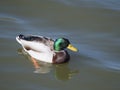 Close up mallard, Anas platyrhynchos, male duck bird swimming on lake water suface in sunlight. Selective focus Royalty Free Stock Photo