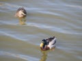 Close up mallard couple, Anas platyrhynchos, male and female duck bird swimming on lake water suface in sunlight Royalty Free Stock Photo