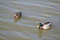 Close up mallard couple, Anas platyrhynchos, male and female duck bird swimming on lake water suface in sunlight Royalty Free Stock Photo