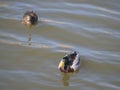 Close up mallard couple, Anas platyrhynchos, male and female duck bird swimming on lake water suface in sunlight Royalty Free Stock Photo