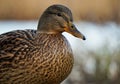 Close up of a mallard duck against water Royalty Free Stock Photo