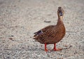 Close up on a mallard duck on beach