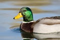 Close Up of Mallard Duck Profile Royalty Free Stock Photo