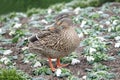 Close up of a Mallard female duck