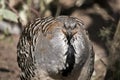 A mallee fowl