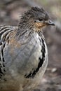 A mallee fowl