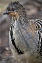 A mallee fowl