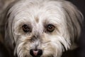 Close up of Maltese Dog head face with brown eyes. Sad Looking Royalty Free Stock Photo