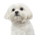 Close-up of a Maltese dog, looking up, 3 years old