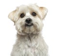 Close-up of a Maltese, looking up, isolated