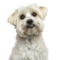 Close-up of a Maltese, looking up, isolated