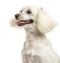 Close-up of a Maltese panting, 5 years old, isolated