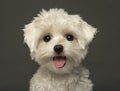 Close-up of a Maltese puppy panting, looking at th